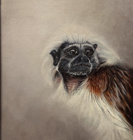 Cotton Top Tamarin