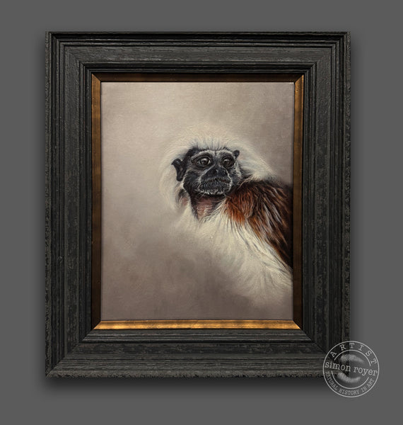 Cotton Top Tamarin