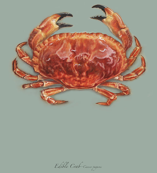 Edible Crab