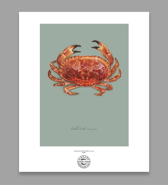 Edible Crab