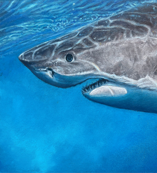 Great White Shark