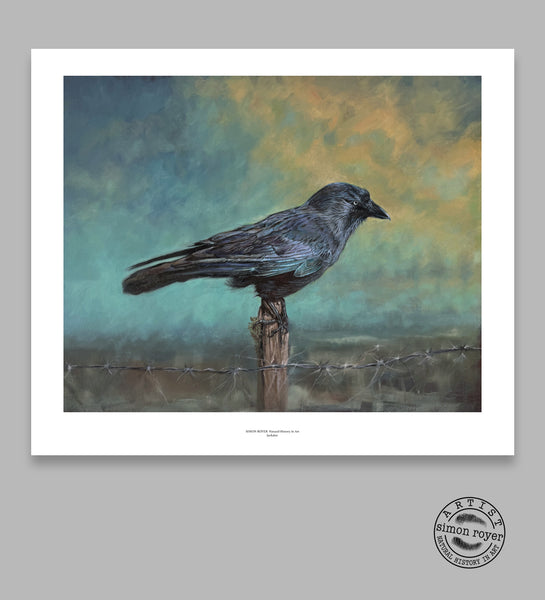 Jackdaw