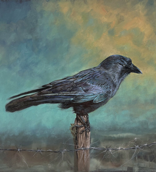 Jackdaw
