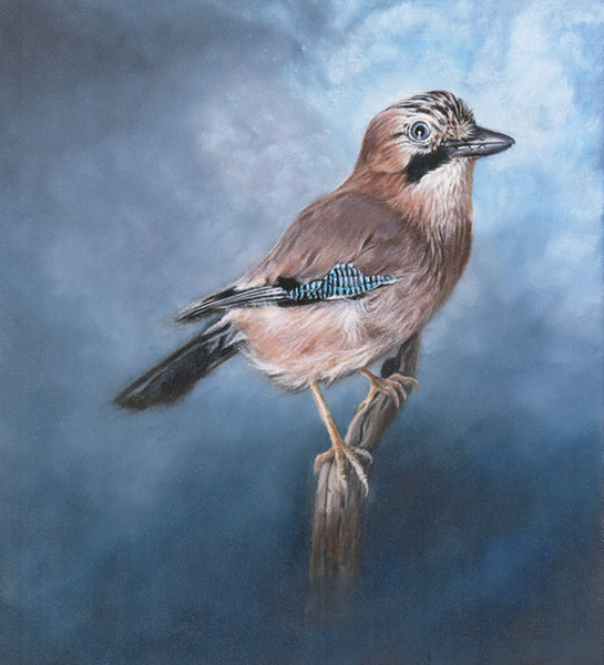 Eurasian Jay