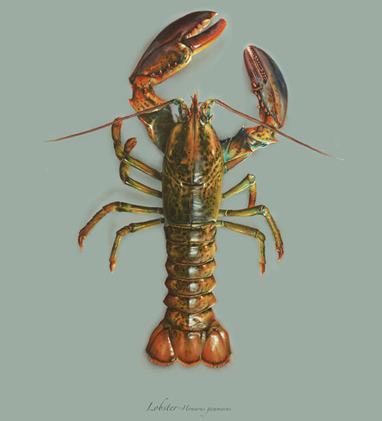 Lobster