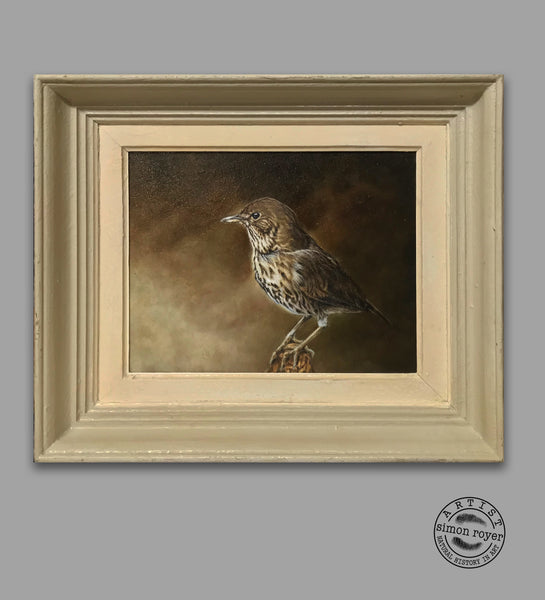 Song Thrush