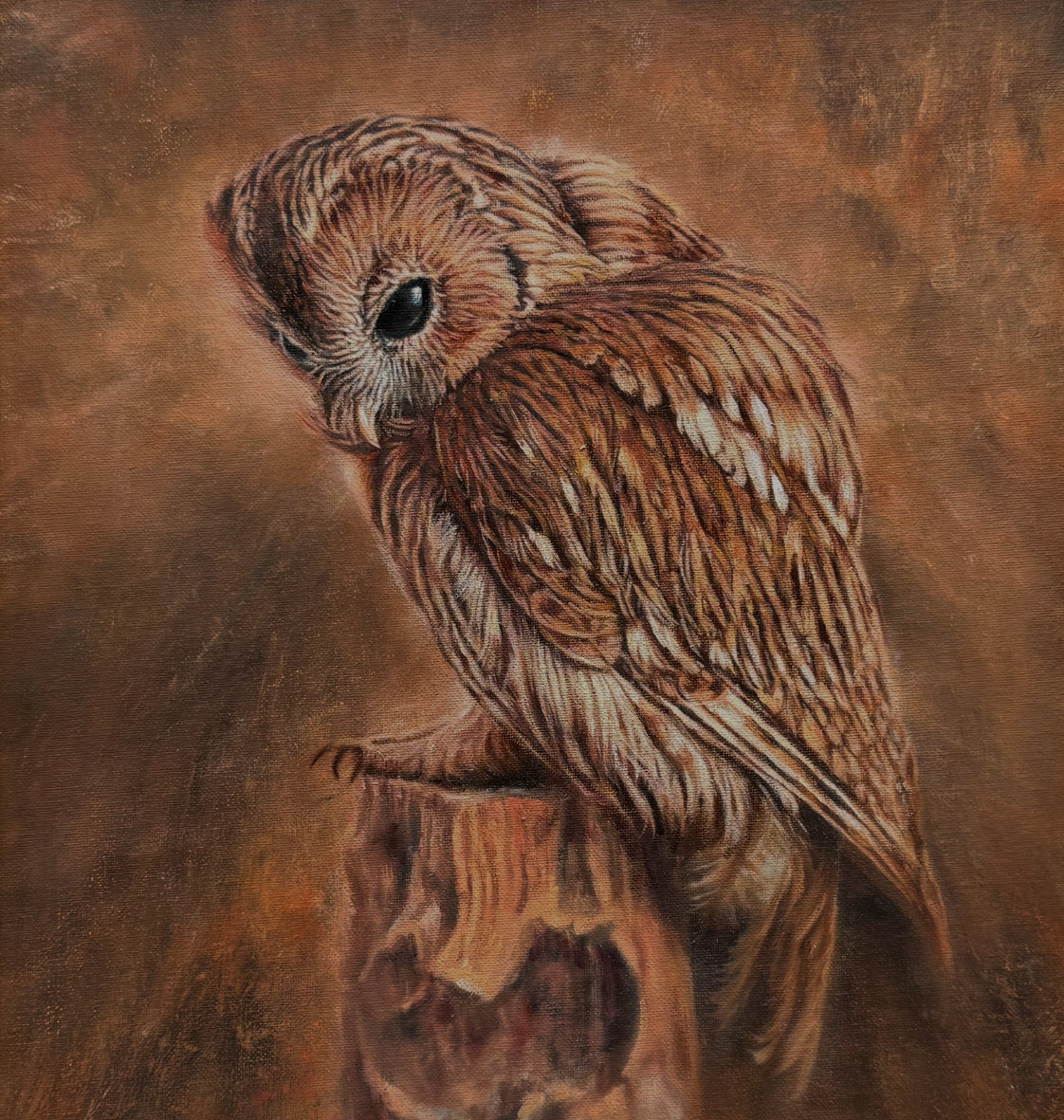 Tawny Owl