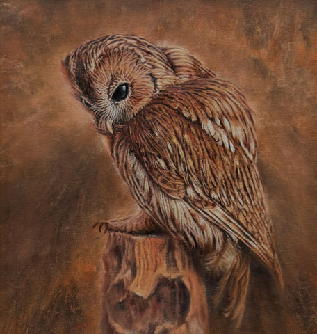 Tawny Owl
