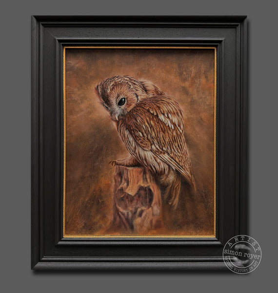 Tawny Owl