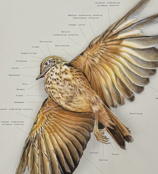 Topography of a Bird