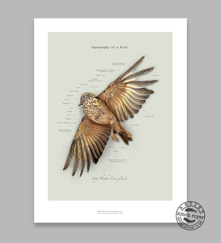 Topography of a Bird