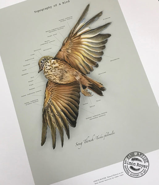 Topography of a Bird