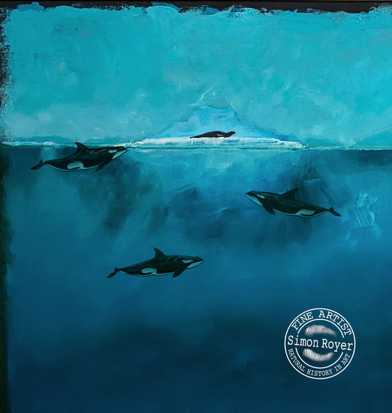 Arctic Orcas and Seals