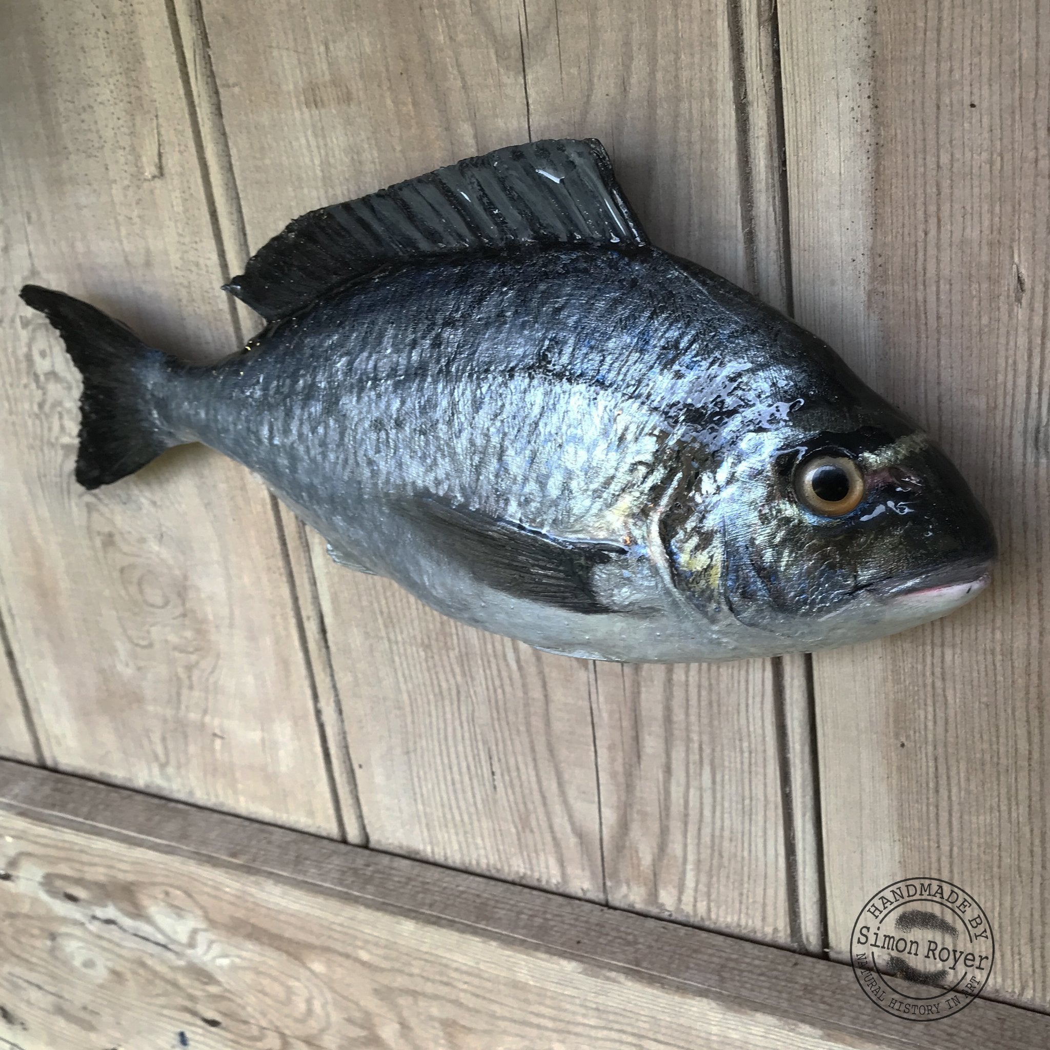 'Gilt Head Bream Fish Wall Plaque by simon royer.'