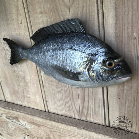 'Gilt Head Bream Fish Wall Plaque by simon royer.'
