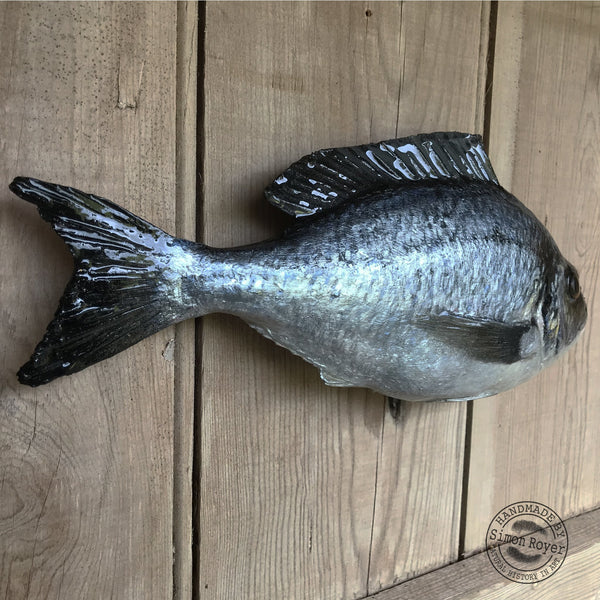 'Gilt Head Bream Fish Wall Plaque by simon royer.'