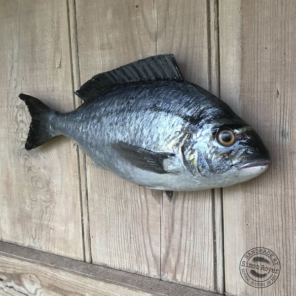 'Gilt Head Bream Fish Wall Plaque by simon royer.'