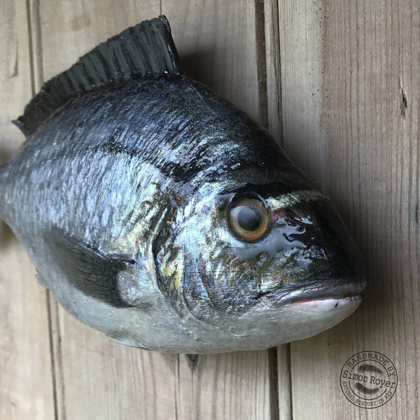 'Gilt Head Bream Fish Wall Plaque by simon royer.'