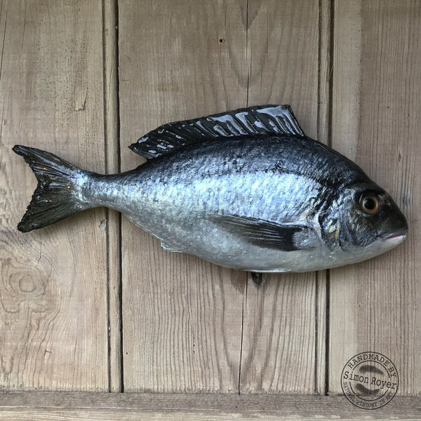 'Gilt Head Bream Fish Wall Plaque by simon royer.'