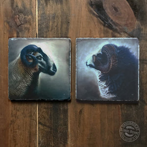 'Badger Face and Jacob Ram Tumbled Coaster Pair by simon royer.'