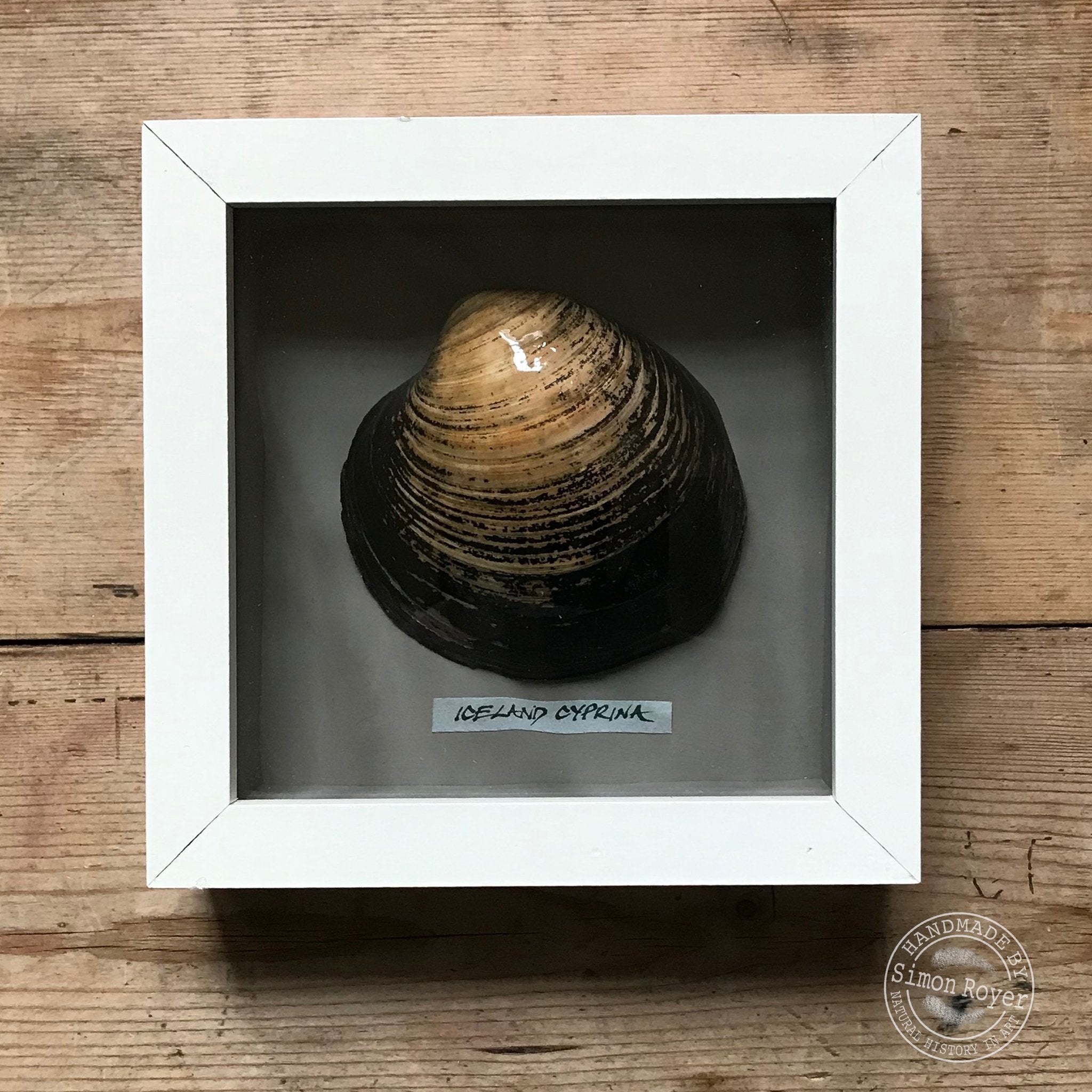 'Framed Icelandic Cyprina Seashell by sinon royer.'