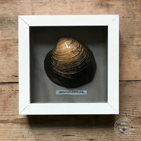 'Framed Icelandic Cyprina Seashell by sinon royer.'