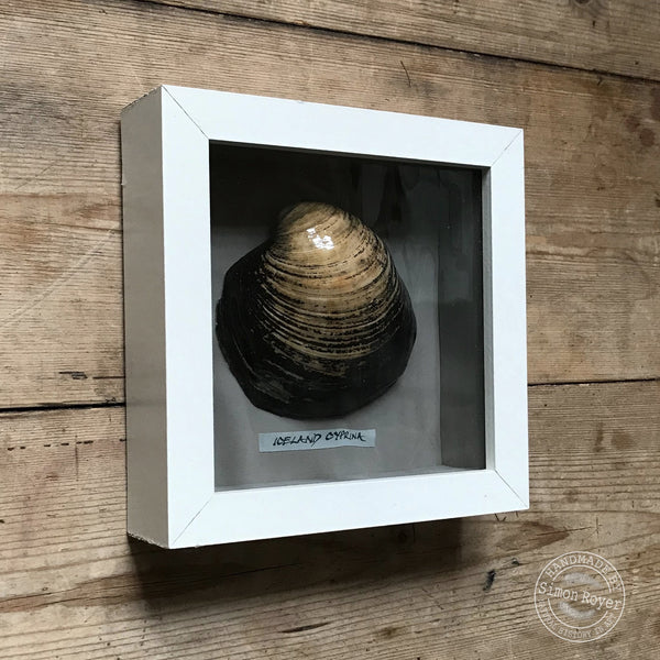 'Framed Icelandic Cyprina Seashell by sinon royer.'