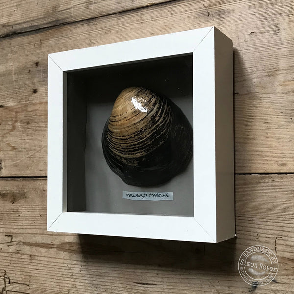 'Framed Icelandic Cyprina Seashell by sinon royer.'
