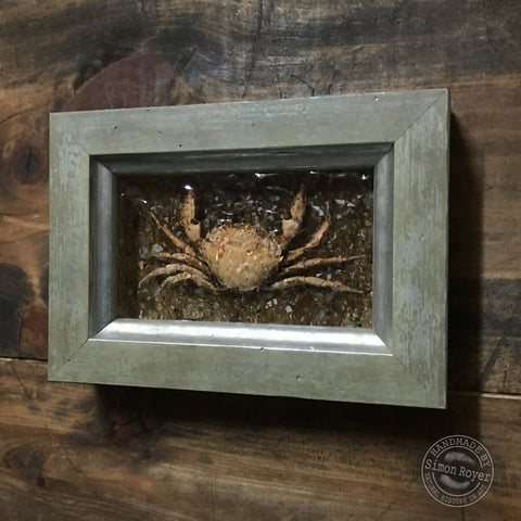 Peeler Crab - Framed