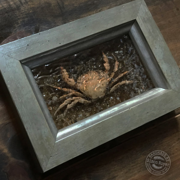 Peeler Crab - Framed