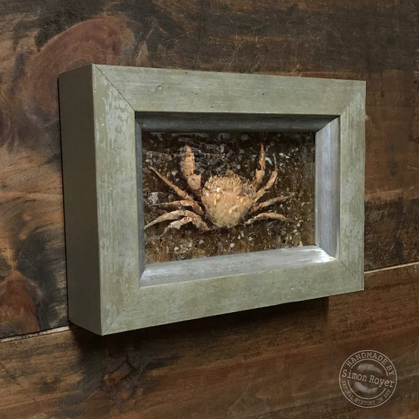 Peeler Crab - Framed