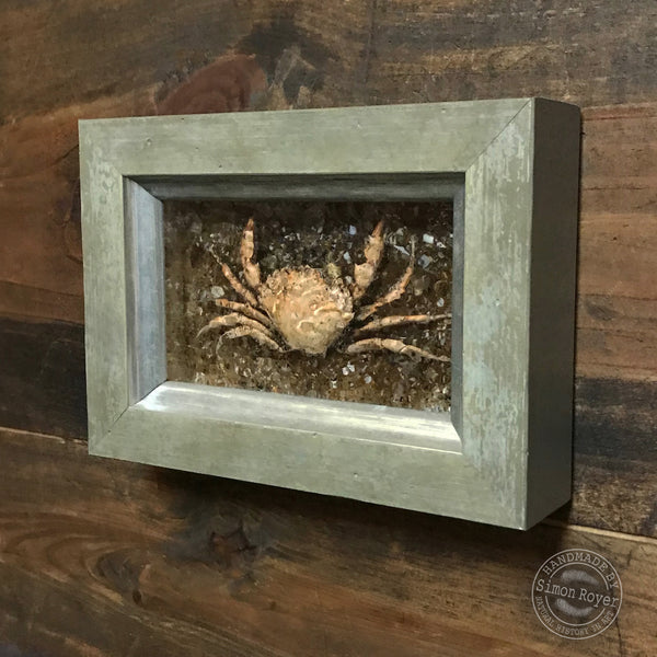 Peeler Crab - Framed