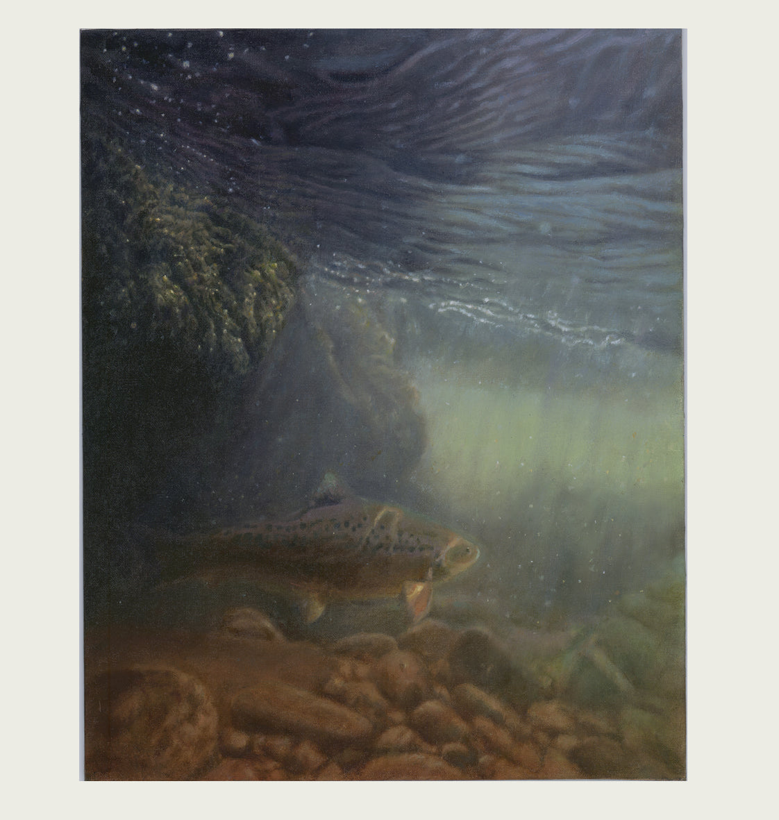 Trout in the River Usk