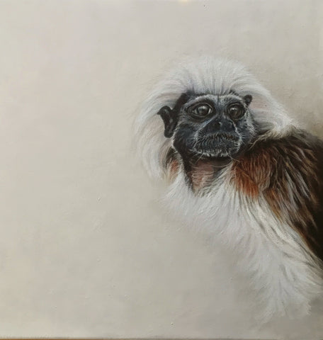 Cotton Top Tamarin