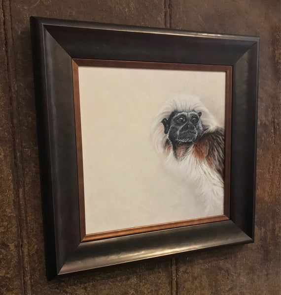 Cotton Top Tamarin