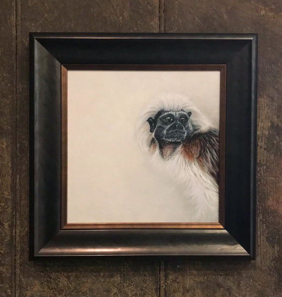 Cotton Top Tamarin