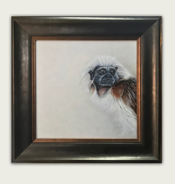 Cotton Top Tamarin