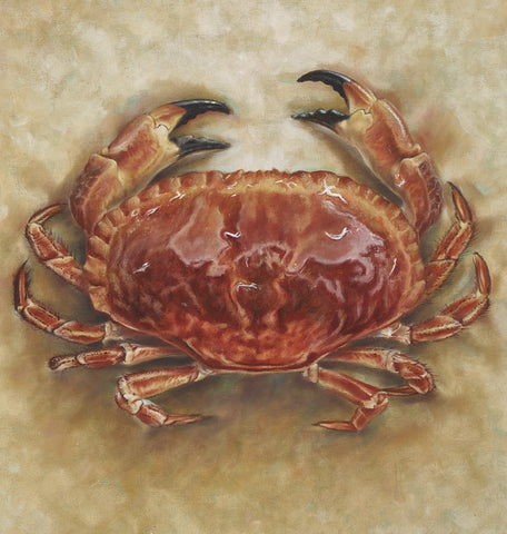 Oil painting of edible crab by artist simon royer.