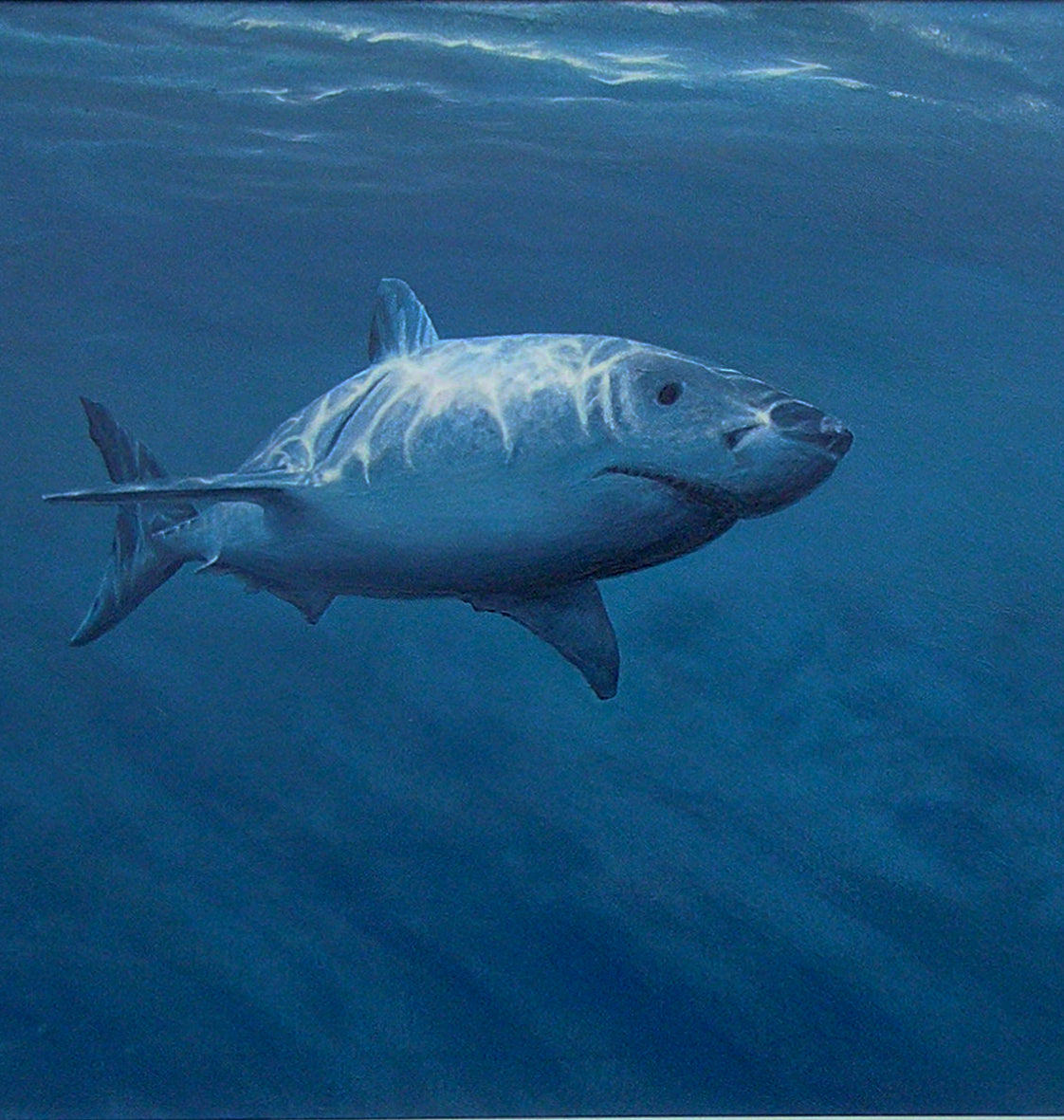 'Great White Shark painting by artist simon royer.'