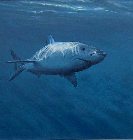 'Great White Shark painting by artist simon royer.'
