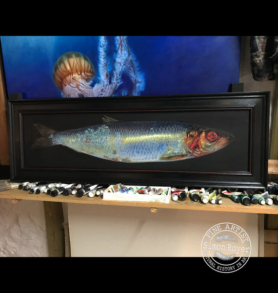 Herring