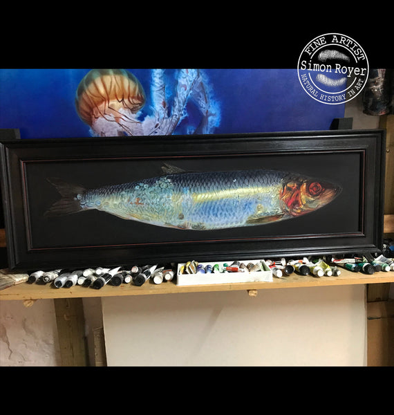 Herring