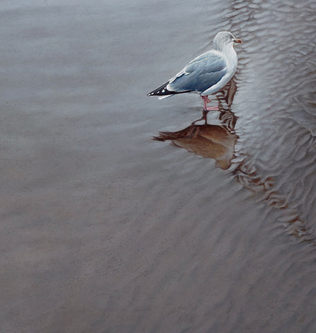 'Herring Gull on a beach oil painting by artist simon royer.'