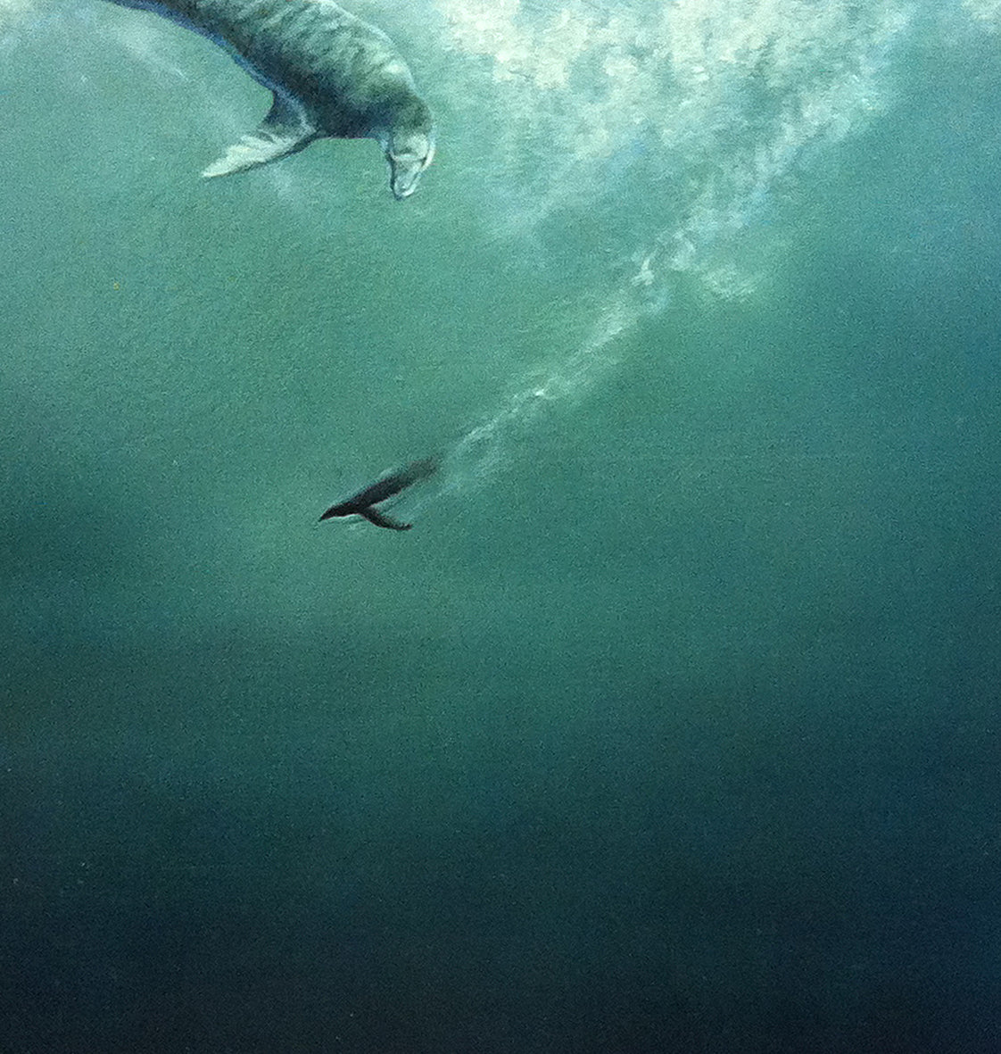 'Leopard Seal and Adélie Penguin oil painting by the artist simon royer.'