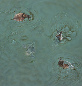 'Long Tailed Ducks oil painting by artist simon royer.'