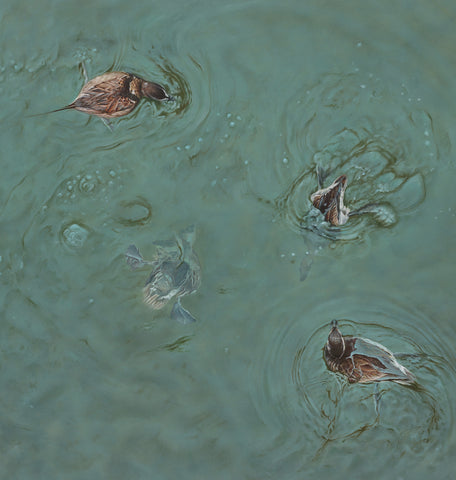 'Long Tailed Ducks oil painting by artist simon royer.'