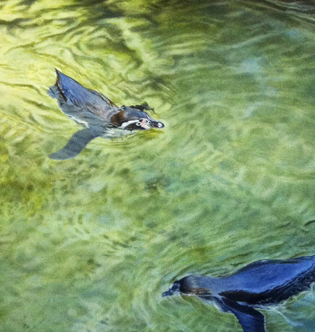 'Penguins swimming oil painting by artist simon royer.'