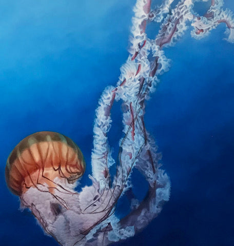 Pacific Sea Nettle Jelly Fish