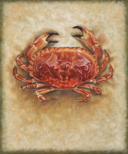 Edible Crab