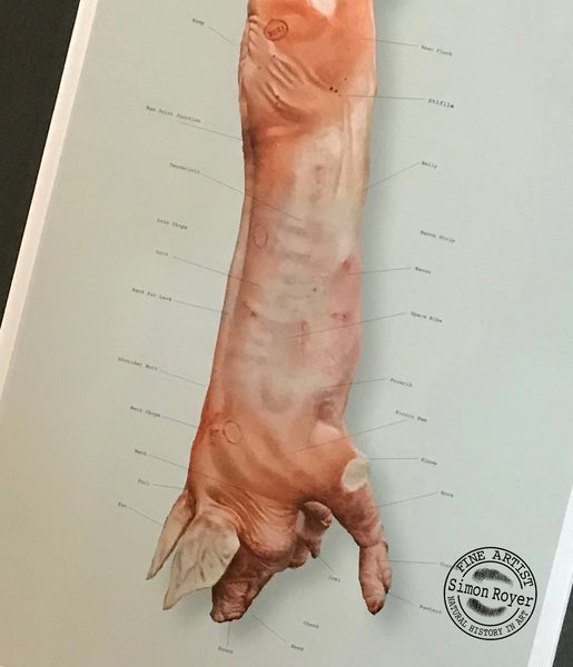 Butcher's Pork Cuts Print